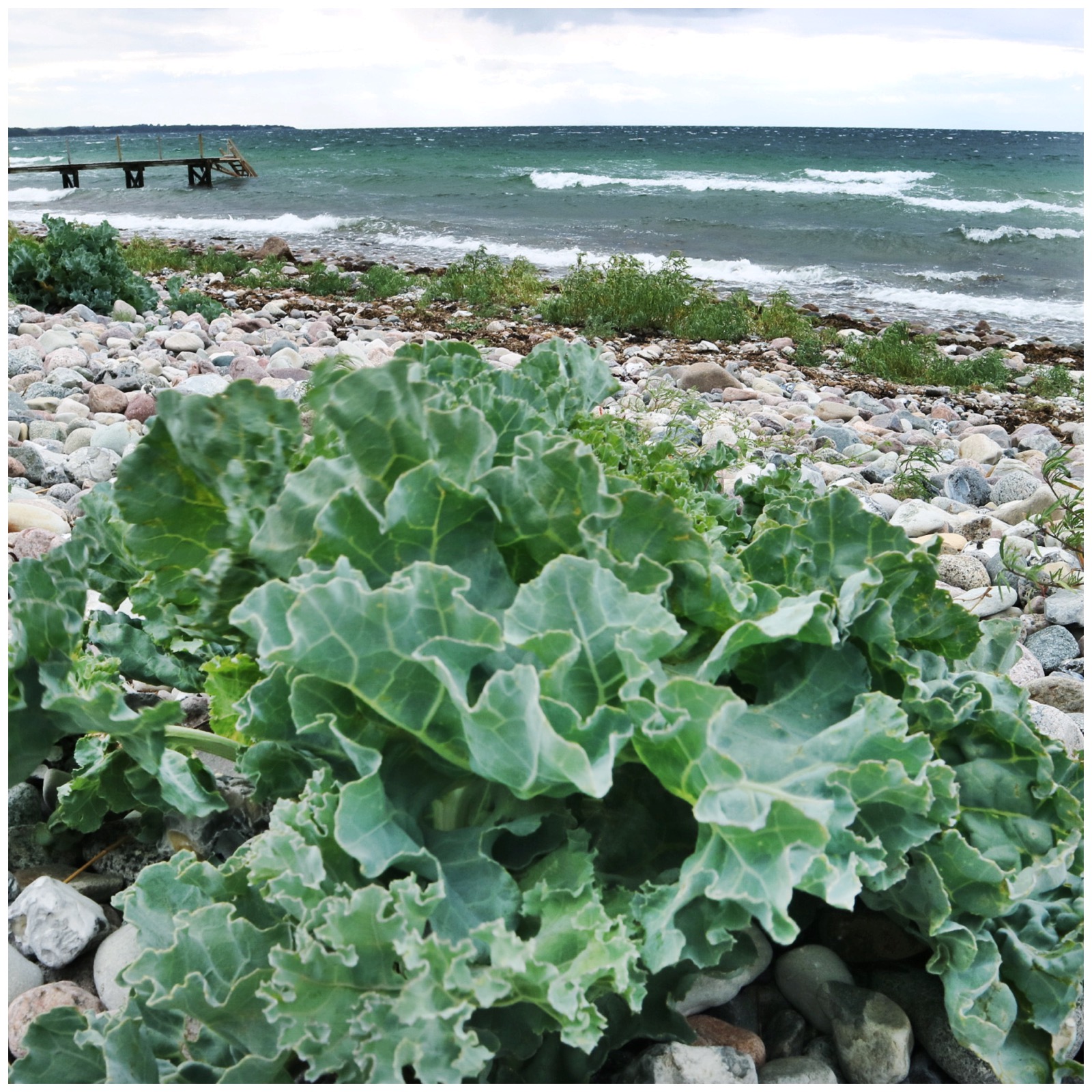 strandkål